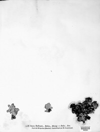 Sticta canariensis image